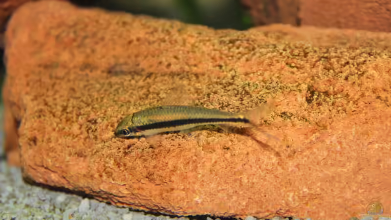 Besatz im Aquarium Lido 200 von spektukal (28)