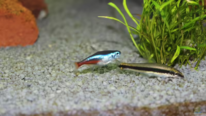 Besatz im Aquarium Lido 200 von spektukal (30)