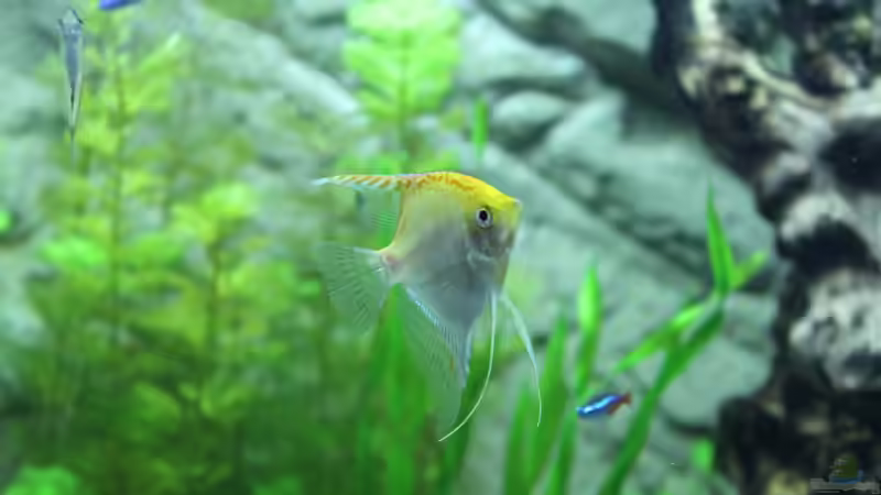 Besatz im Aquarium Lido 200 von spektukal (31)