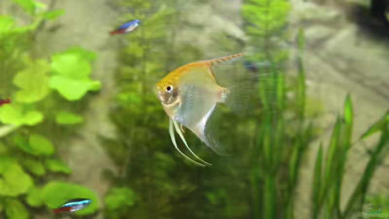 Besatz im Aquarium Lido 200 von spektukal (32)