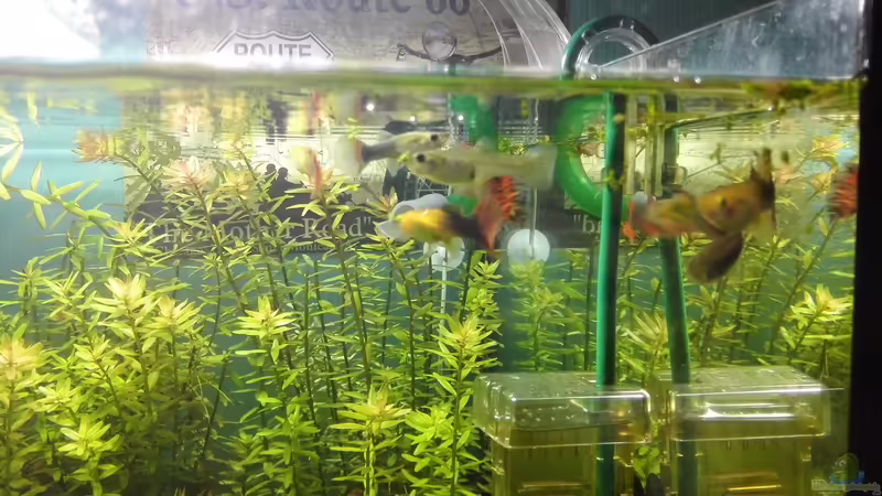 Besatz im Aquarium Life in Green von Tobias93 (10)