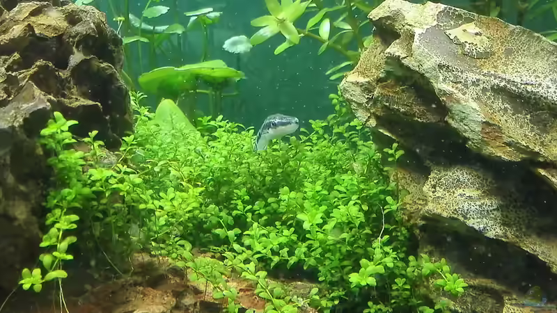 Besatz im Aquarium Life in Green von Tobias93 (11)