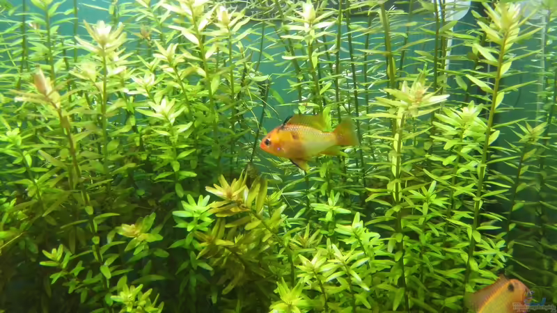 Besatz im Aquarium Life in Green von Tobias93 (7)