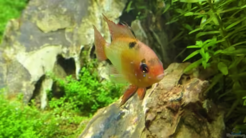 Besatz im Aquarium Life in Green von Tobias93 (8)