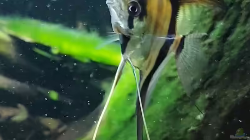 Besatz im Aquarium little Amazonas von Mel (40)