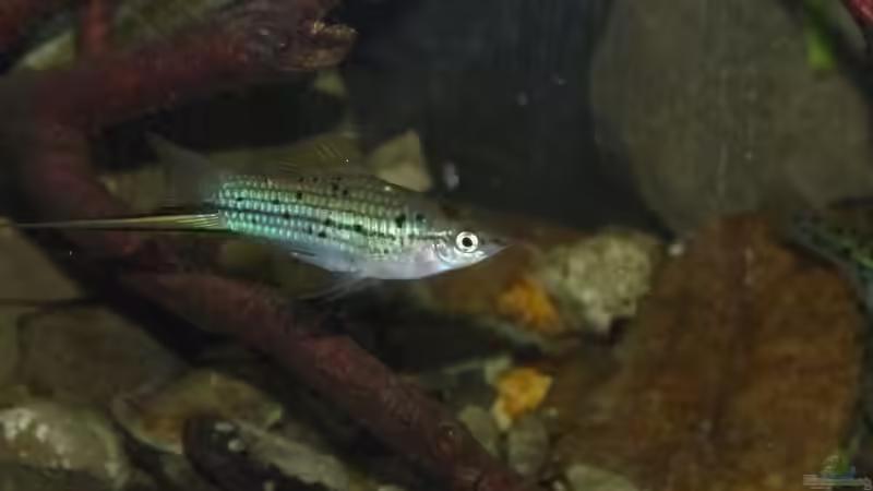 Besatz im Aquarium Little creek von DerImperator (17)