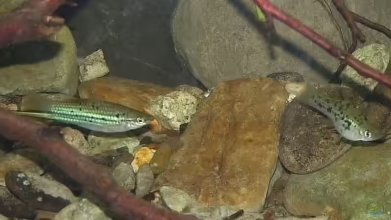 Besatz im Aquarium Little creek von DerImperator (18)