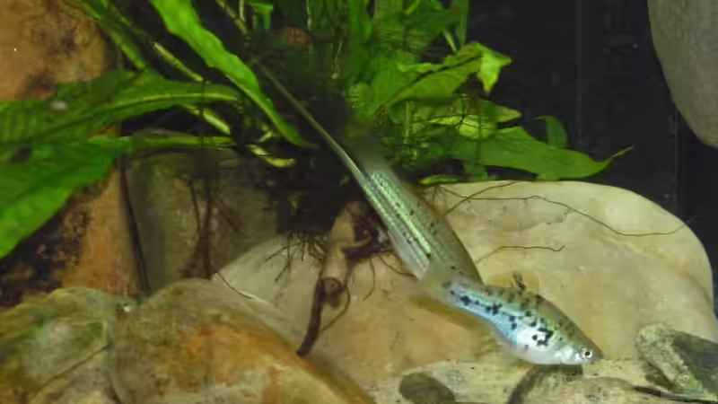 Besatz im Aquarium Little creek von DerImperator (19)