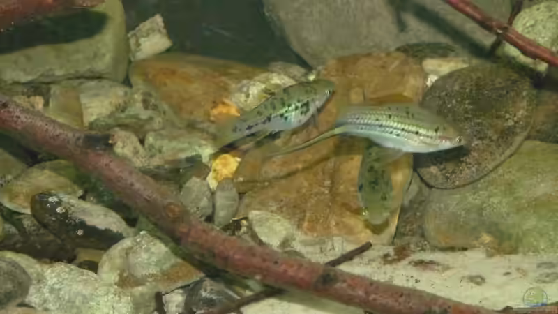 Besatz im Aquarium Little creek von DerImperator (20)