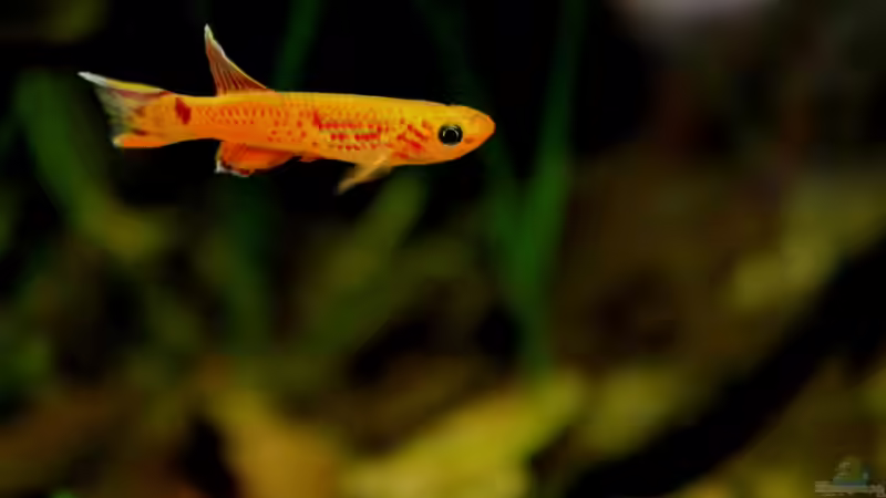 Besatz im Aquarium little dark african von die Perle... (43)