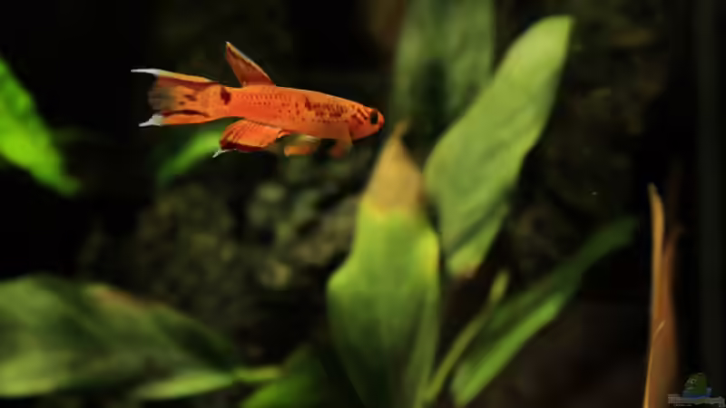 Besatz im Aquarium little dark african von die Perle... (44)