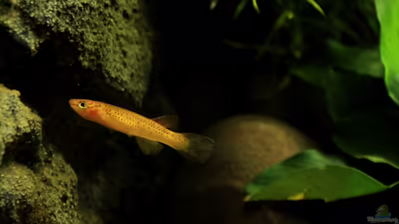 Besatz im Aquarium little dark african von die Perle... (45)