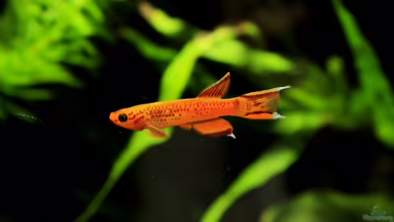 Besatz im Aquarium little dark african von die Perle... (47)