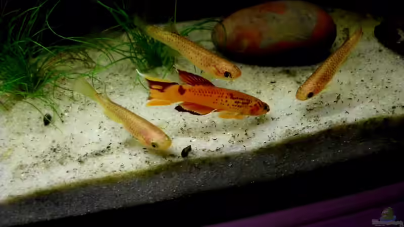 Besatz im Aquarium little dark african von die Perle... (49)