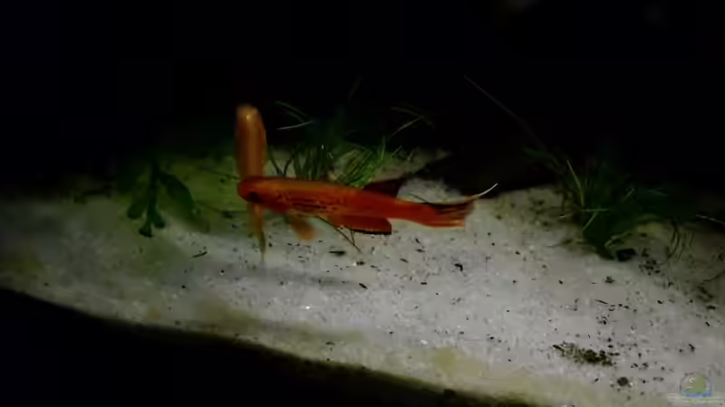 Besatz im Aquarium little dark african von die Perle... (50)