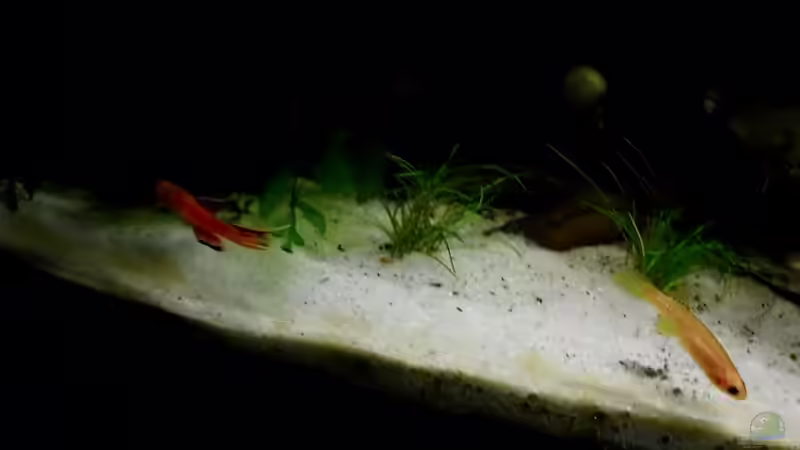 Besatz im Aquarium little dark african von die Perle... (52)