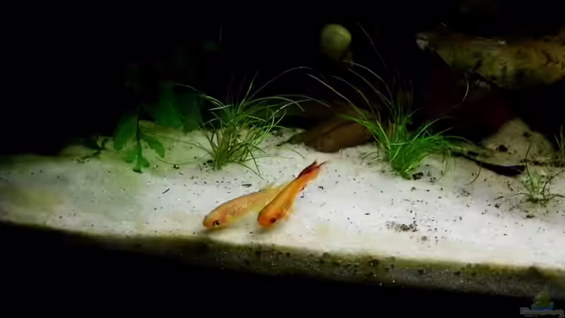 Besatz im Aquarium little dark african von die Perle... (53)