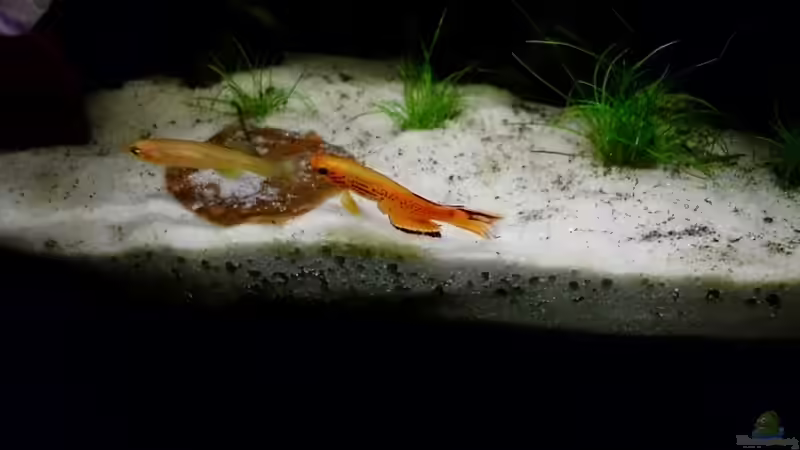 Besatz im Aquarium little dark african von die Perle... (54)