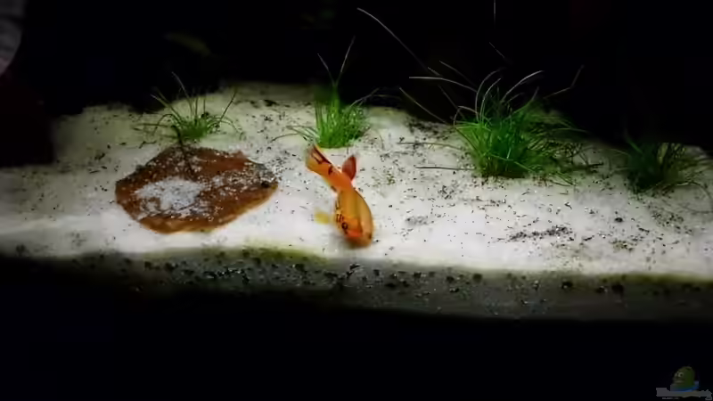 Besatz im Aquarium little dark african von die Perle... (55)