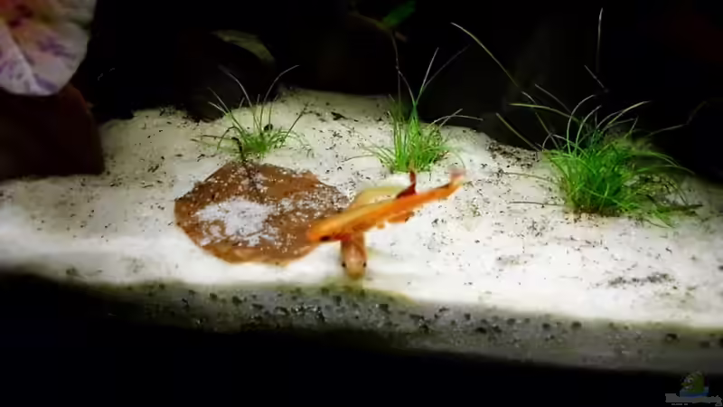 Besatz im Aquarium little dark african von die Perle... (56)