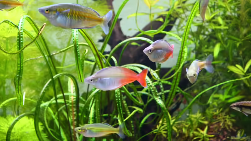 Besatz im Aquarium Little Dream von Schmausi (18)