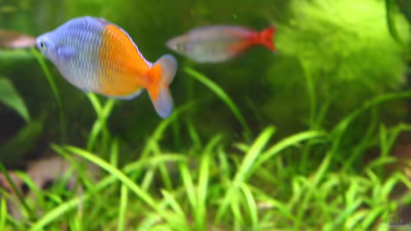 Besatz im Aquarium Little Dream von Schmausi (19)