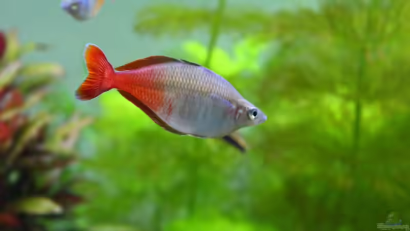 Besatz im Aquarium Little Dream von Schmausi (20)