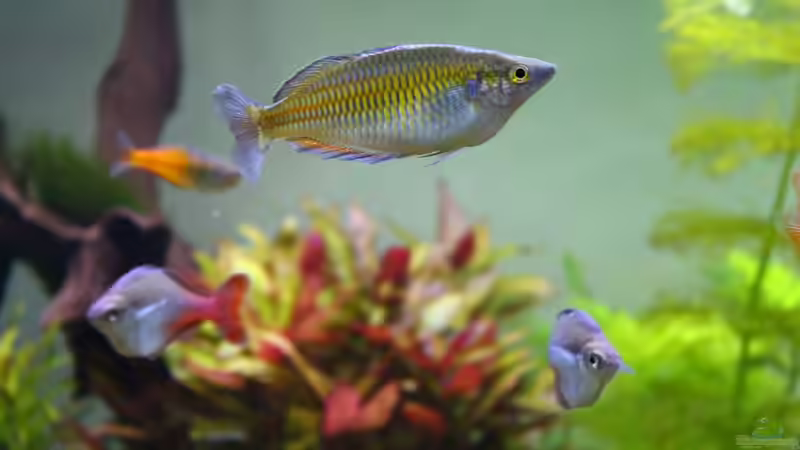 Besatz im Aquarium Little Dream von Schmausi (21)