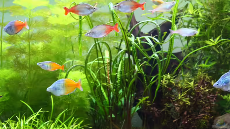 Besatz im Aquarium Little Dream von Schmausi (25)