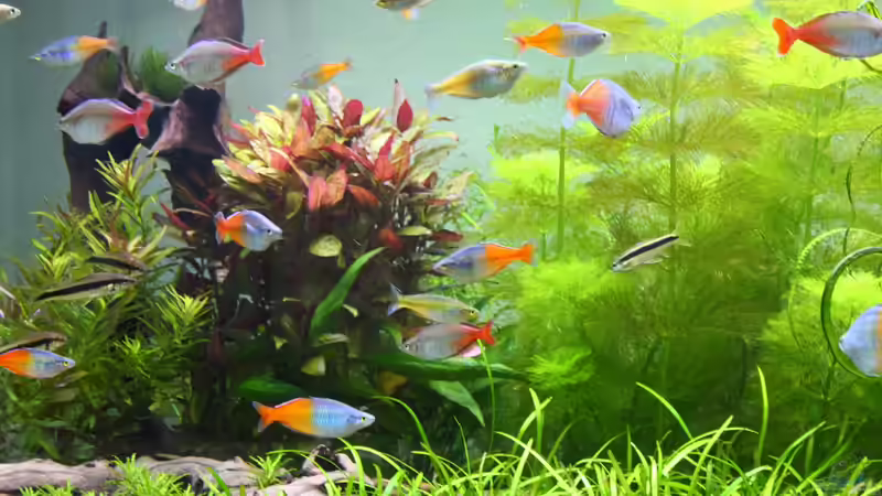 Besatz im Aquarium Little Dream von Schmausi (26)