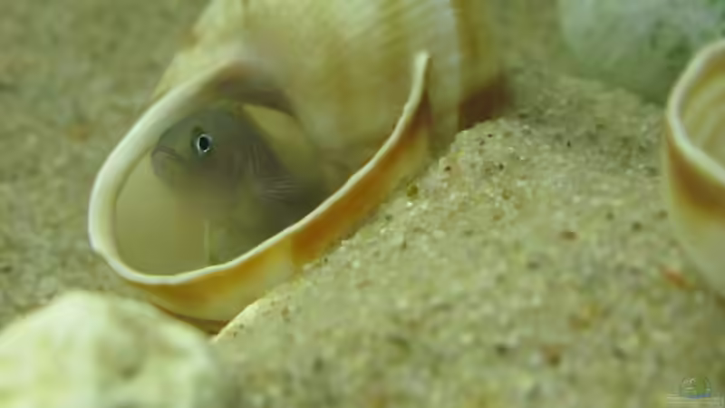 Besatz im Aquarium Little Lake Tanganjika (Nur noch als Beispiel) von Locke1992 (10)