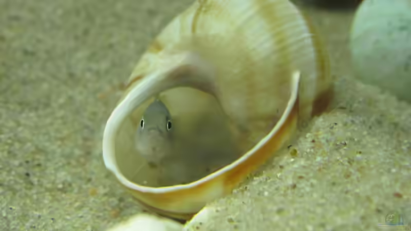 Besatz im Aquarium Little Lake Tanganjika (Nur noch als Beispiel) von Locke1992 (11)