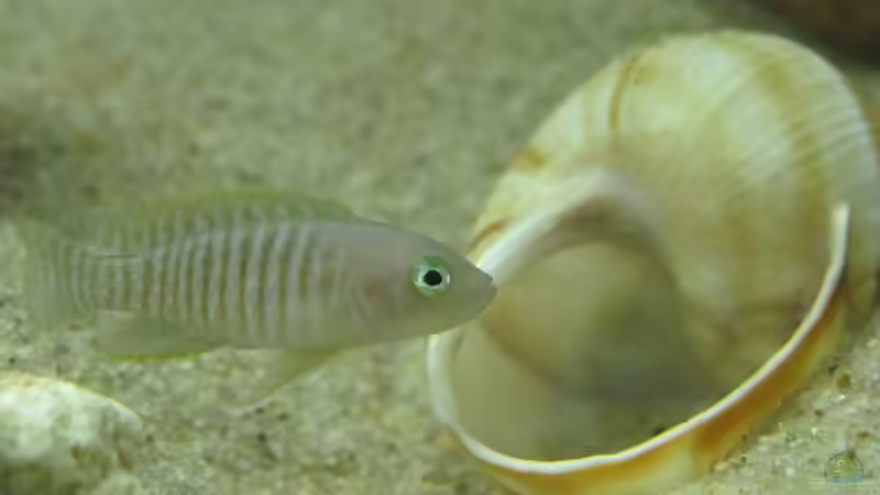 Besatz im Aquarium Little Lake Tanganjika (Nur noch als Beispiel) von Locke1992 (12)