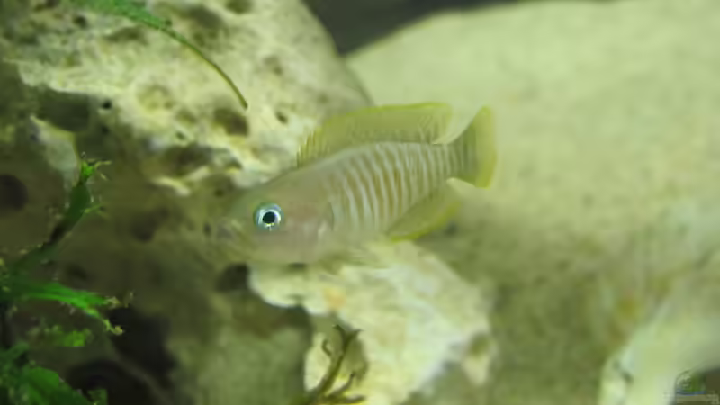 Besatz im Aquarium Little Lake Tanganjika (Nur noch als Beispiel) von Locke1992 (13)