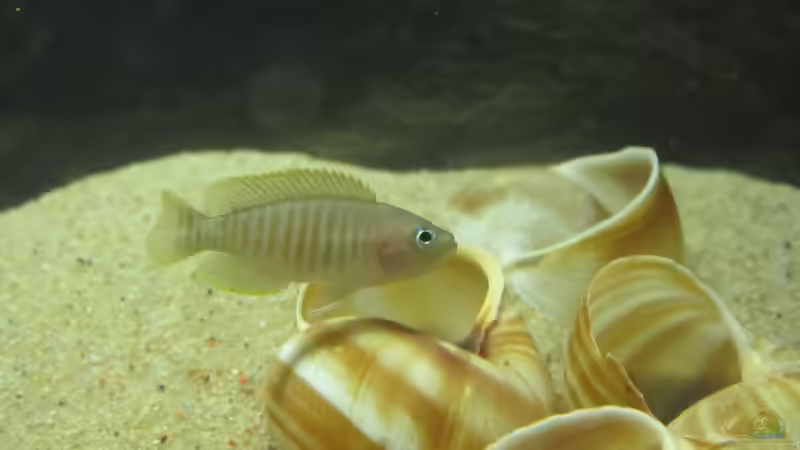 Besatz im Aquarium Little Lake Tanganjika (Nur noch als Beispiel) von Locke1992 (9)