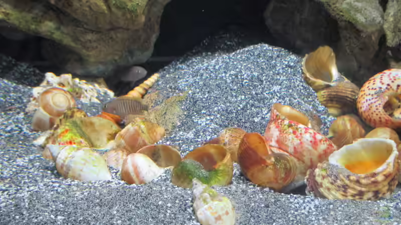 Besatz im Aquarium Little Lake Tanganjika von Rinsu (10)