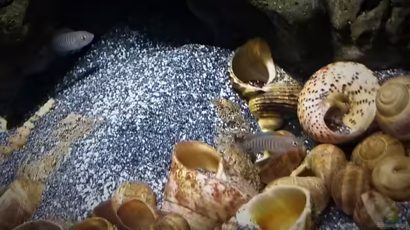 Besatz im Aquarium Little Lake Tanganjika von Rinsu (11)