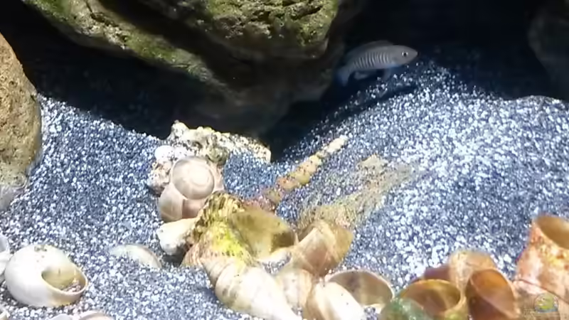 Besatz im Aquarium Little Lake Tanganjika von Rinsu (12)