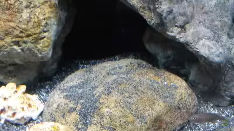 Besatz im Aquarium Little Lake Tanganjika von Rinsu (7)