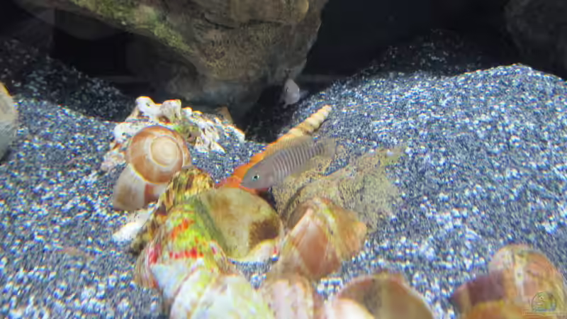 Besatz im Aquarium Little Lake Tanganjika von Rinsu (8)