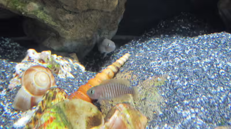 Besatz im Aquarium Little Lake Tanganjika von Rinsu (9)