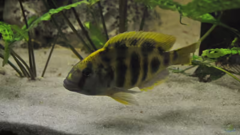 Besatz im Aquarium Little Malawi-Bay von RC-Devil (11)