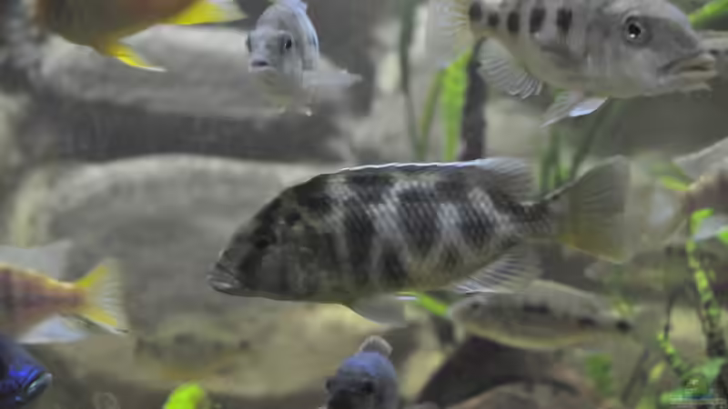 Besatz im Aquarium Little Malawi-Bay von RC-Devil (12)