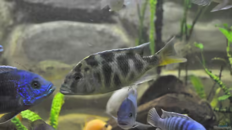 Besatz im Aquarium Little Malawi-Bay von RC-Devil (13)