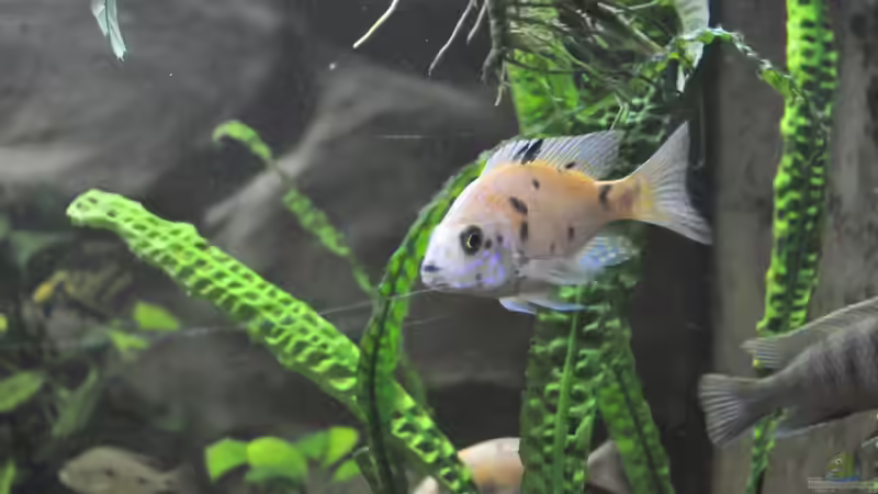 Besatz im Aquarium Little Malawi-Bay von RC-Devil (14)