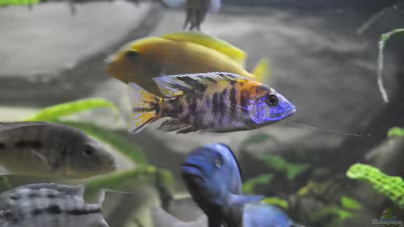 Besatz im Aquarium Little Malawi-Bay von RC-Devil (15)