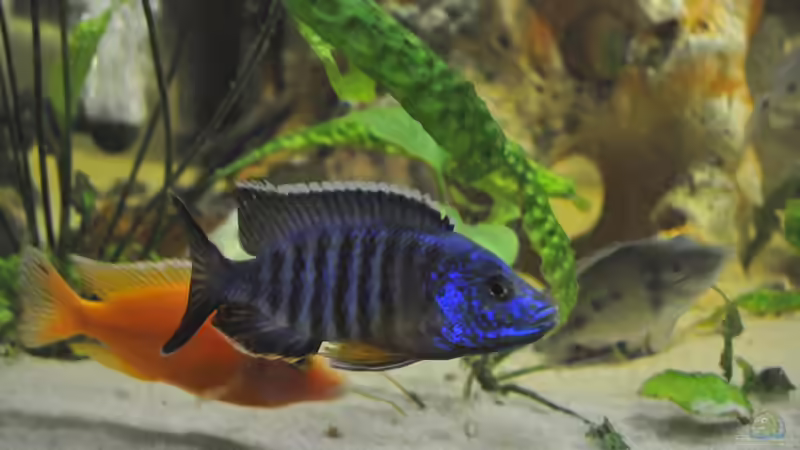 Besatz im Aquarium Little Malawi-Bay von RC-Devil (16)