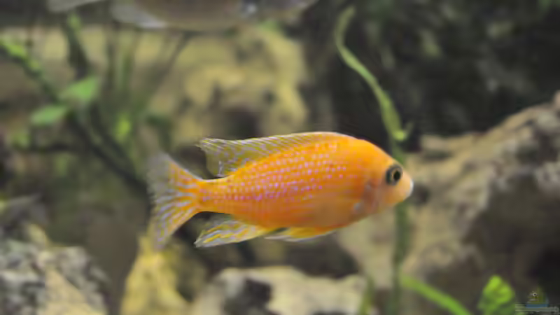 Besatz im Aquarium Little Malawi-Bay von RC-Devil (2)