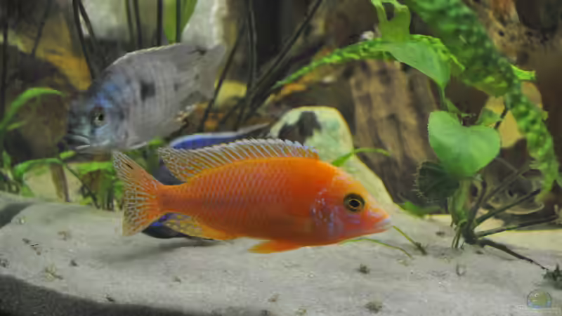 Besatz im Aquarium Little Malawi-Bay von RC-Devil (3)