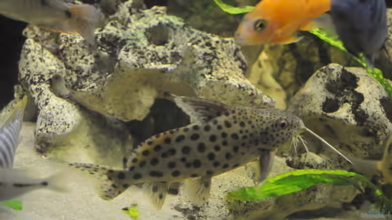 Besatz im Aquarium Little Malawi-Bay von RC-Devil (4)